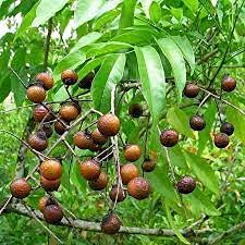 SRI SAI FORESTRY - Soap Nut (Sapindus Marginatus) Tree Seeds for Planting, Nursery Farming,Home Use(200 Grms) (B09J3WX15C) Amazon Price History, Amazon Price Tracker