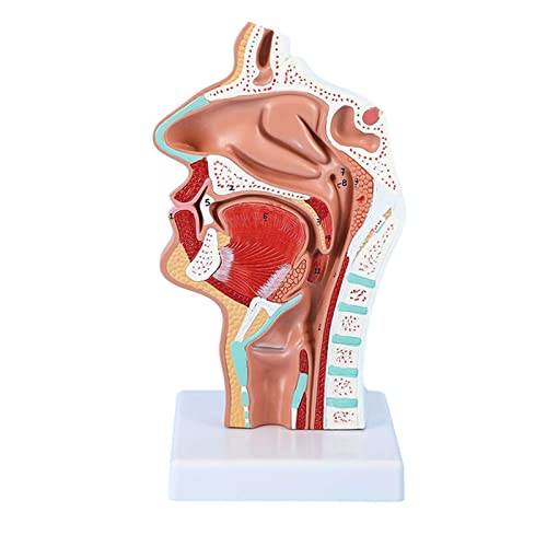 WSXKA Human Anatomical Nasal Cavity Throat Anatomy Medical Model, Larynx & Pharynx Anatomical Model for Science Classroom Study Display Teaching Medical Model, Teaching Tool