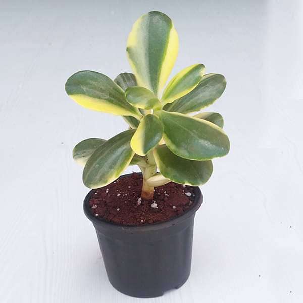 Variegated Jade Plant, Crassula ovata - Succulent Plant (B0BBGGWBPG) Amazon Price History, Amazon Price Tracker