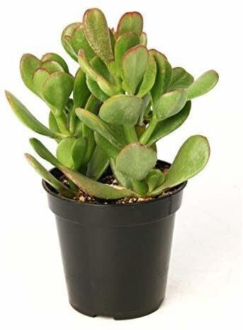 Baishnab Crassula Plant Crassula Ovata, Jade Succelent Big Leaf Lucky Feng Shui Indoor House and Office Plant with Pot (B0DBV42CMB) Amazon Price History, Amazon Price Tracker