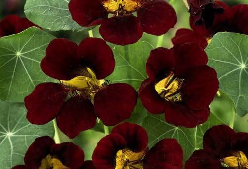 1 Pack of 30 SEEEDS Nasturtium Tom Thumb - Black Velvet - Tropaeolum Minus