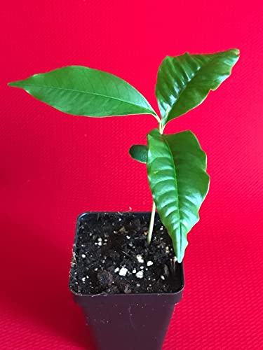 Yunakesa Caimito Purple Star Apple Chrysophyllum Cainito Seedling Plant Potted Fruit Tree #TOP1