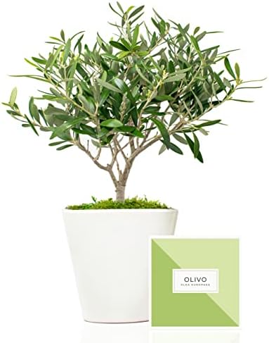 Árbol Olivo Natural 38 cm prebonsai en Maceta de 16 cm diámetro e...