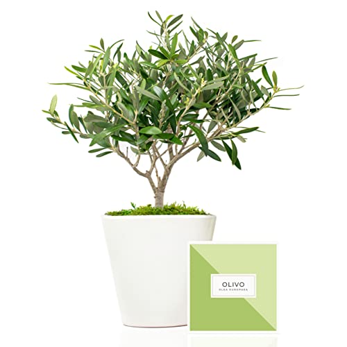Árbol Olivo Natural 38 cm prebonsai en Maceta de 16 cm diámetro entregado en Caja de Regalo con tríptico con información y guía de cuidados - Planta Exterior - Olea Europaea Cover
