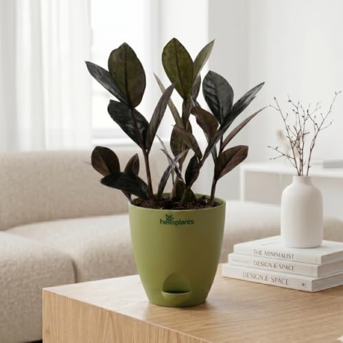 Image of ZZ Black Raven Plant Zamioculcas Zamiifolia Live Indoor Plant Air-Purifying Exotic Dark Foliage for Office and Home in a 4-Inch Self-Watering Matte Green Pot