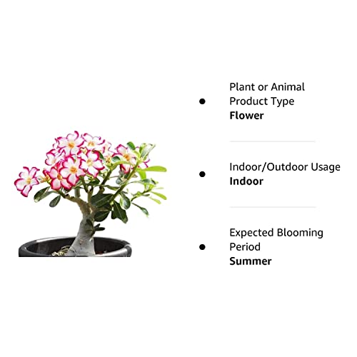 Colibyou Desert Rose， Adenium Obesum One Year Plant ， Baby Size Bonsai Caudex (1 Rose) #TOP1