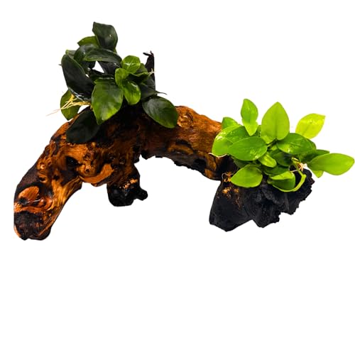 WASSERPFLANZEN WOLFF - 2 Anubias auf Mopani-Wurzel – Zwergspeerblatt & Goldene Anubias nana ‘Yellow Heart’ | Aufsitzerpflanze & Vordergrundpflanze | barschfest & robust | Eisenholz