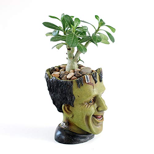 Vampire Succulent Plants Holder - Image 4