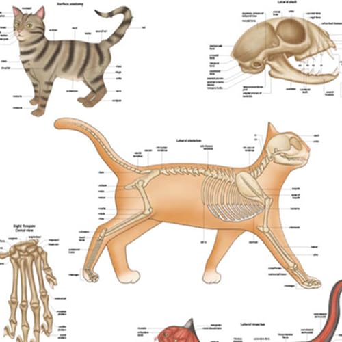 Image of Anatomy Lab Feline Anatomy Poster, Laminated | Veterinary Anatomy and Physiology, 17.3 x 22.5 Inches, Cat Anatomy Diagram, Animal Anatomical Chart for Education Learning