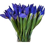 30 Blue Stems Iris Fresh Flower Hydroponic flower arrangement Gifts for home decoration, birthdays...