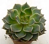 Portal Cool Graptoveria Margarete Reppin 705 RIF in Copiapo Ariocarpus Adromischus