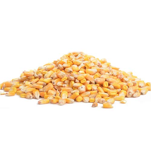 Miniatura 2 de Maíz de ciervo de 5 libras  A los ciervos, ardillas y patos les encanta. Brota bien