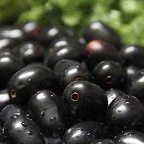 Mphmi Seedless Plant Indoor Plants Jamun Fruit Plant - Black Berry Plant (B0CZ18BQPG) Amazon Price History, Amazon Price Tracker
