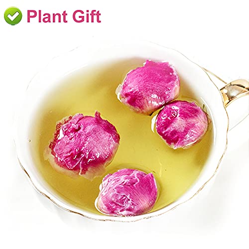 Flores secas naturales de Peonía Paeonia lactiflora 50g miniatura 6
