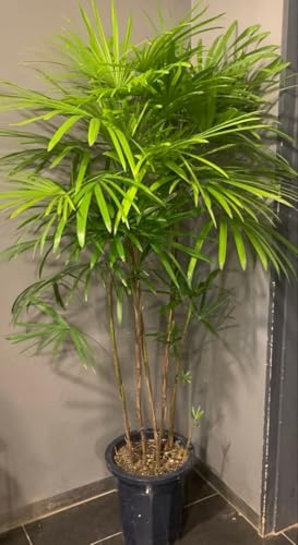 観葉植物 シュロ」の人気商品一覧 | 安い商品を通販サイトから探す