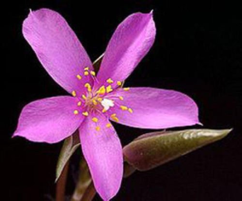 Amazon.com : Anacampseros-rufescens-variegated-rainbow-color-succulent-cactus-seed-50-seeds  : Patio, Lawn & Garden