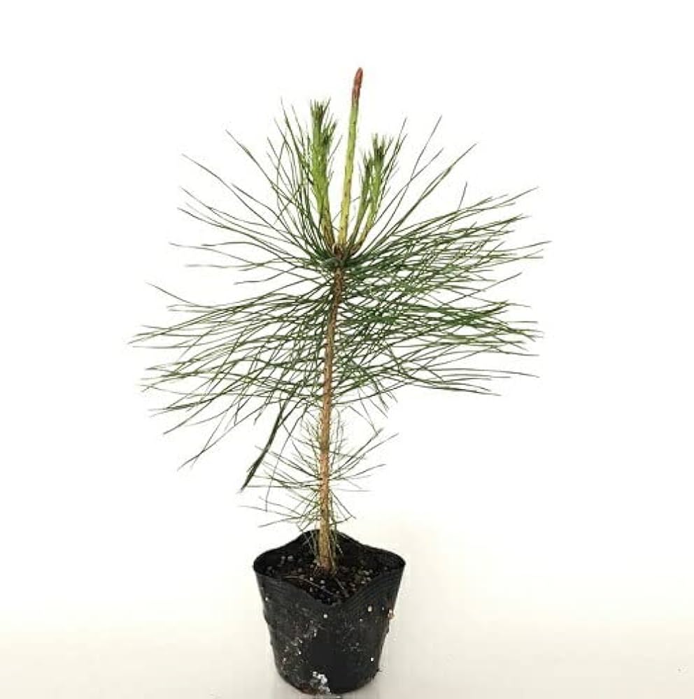 山採り　赤松　アカマツ　約180センチ 赤松/山採り 去年、山採りした素材です。 まだ針金掛けずに