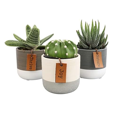 Succulent Plants Set by Plants for Pets Cover