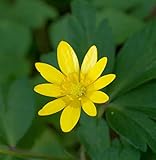 Scharbockskraut Kupferteppich - Ficaria verna -...