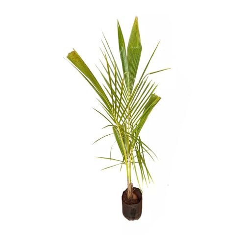 Genérico, Kit 3 Mudas de Coco Amarelo 50 a 80cm AMK - Plantas Online