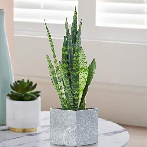Sansevieria Black Coral | 30-40cm Potted Houseplant | Best I
