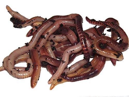 Yorkshire Worms LARGE Dendrobaena Worms 50g Pack - Suitable for Composting Wormery Starter Packs (50g)