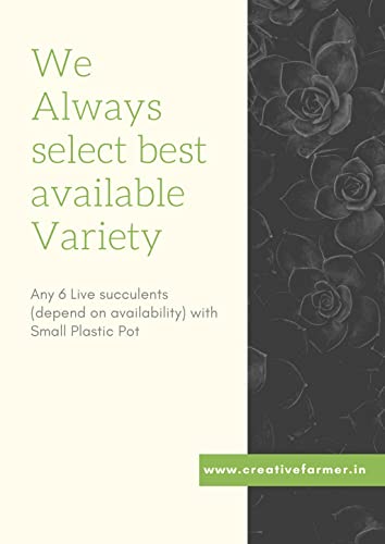 OhhSome Indoor Plant Live Assorted Succulent (Pack Of 6) Low Light Plants - Gardening|Home Decoration|Hanging Basket (Healthy Plant)