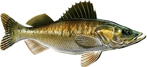 Walleye Beautiful Fish Decal | Fishing Decal for Boat, Car, Vehicle, Truck Etc. | Waterproof Vinyl Sticker | Many Sizes & Styles Available | 12" to 40" by Digital Fish Art (Small, Position 3R)