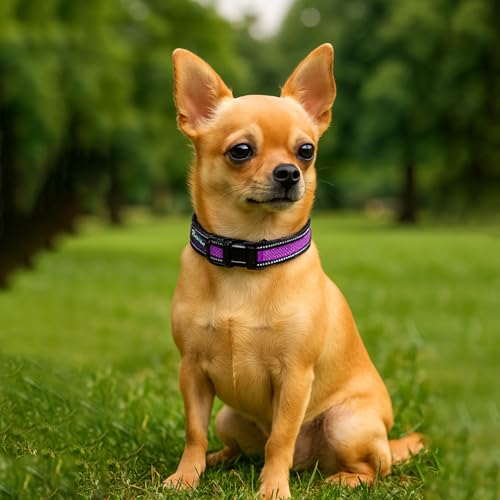 Image of Reflective Adjustable Pet Collar for Dogs and Cats - Durable Nylon Strap with Heavy-Duty Buckle | Comfortable and Safe for Walking and Training in Multiple Colors & Sizes (Purple, Small)