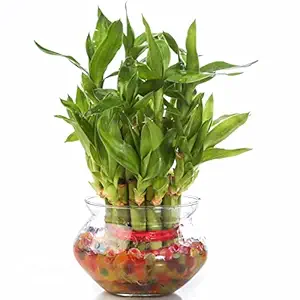 Nurturing Green Lucky Bamboo Plant in 4 Inch Wide Glass Pot (Small:2 Layer Bamboo) | Living Room Plants | Indoor Plants
