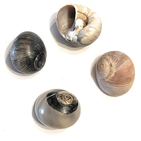 THE OTHER TIDE Small Hermit Crab Shells - 4 Pack Cover