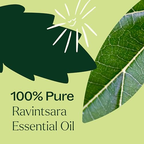 Aceite Esencial Ravintsara Plant Therapy 10 mL miniatura 5
