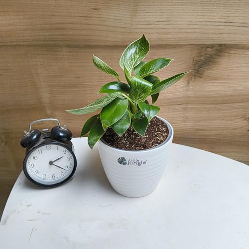 LittleJungle Philodendron Birkin - Live Plant with 5.5 Inches White Decor Pot | Indoor Plants For Home | Live Plants Indoor | Air Purifying Plant | Live Plant With Pot For Home Decor |