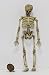 Dollhouse Miniature Halloween Aged Skelton with Jointed Hip for Dollhouse Display