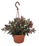 Topaz Goldfish Plant - Nematanthus - 6' Hanging Basket -Blooms Frequently