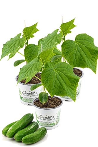3 Pflanzen Veredelte Schlangengurke Gurkenpflanze Veredelte Mini Mini Gurke Mini Mini Stars F1