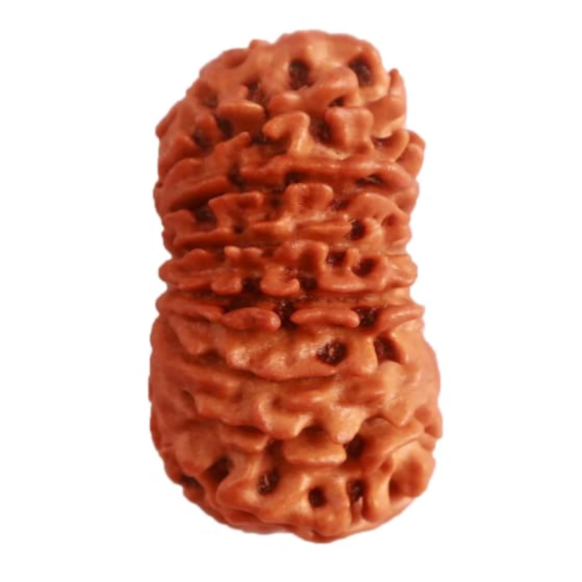 17 Mukhi Rudraksha Natural Bead, 32mm