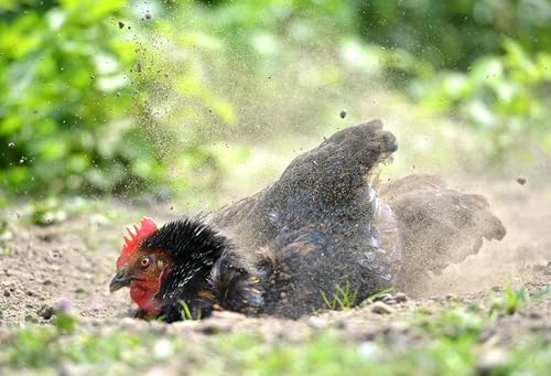 LITTLE FARMER PRODUCTS Coop-Right Chicken Coop Natural Poultry Dust Bath Nest Freshener Odor Elimina