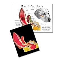 Canine Ear Canal Anatomy Model Tactile Cross-Section Teaching Aid for Veterinary Professionals, Vet Technicians & Client Education with Dog Ear Infection Laminated Chart