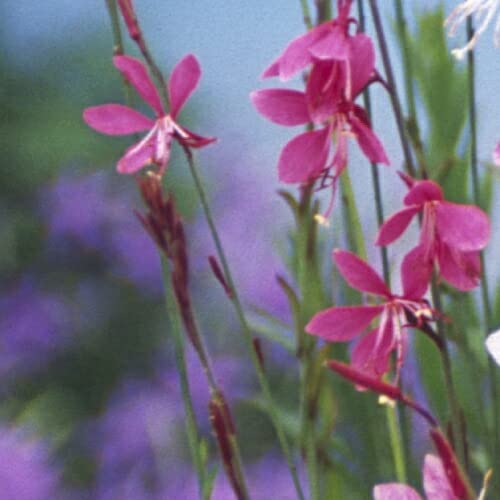 ガウラ　白鳥草　ピンク2白3 3.5寸ポットごと5個　育成苗　植物 ガウラ 白鳥草 ピンク2白3 3.5寸ポットごと5個 育成苗 植物