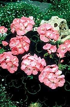 Semi di geranio zonale Black Velvet Serie Rose:Seeds