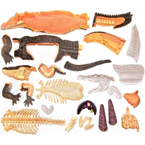 Xiaoxu Modelo anatómico de cocodrilo, Modelo de órganos Desmontables con visión 4D para formación y educación médica con 26 componentes.