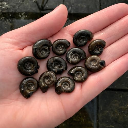 Pond Snail UK Native Ramshorn Algae Eaters x 10