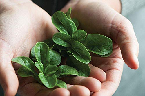 Germinazione I Semi: 800 Semi: USA Venditore Vit Mache (Asian Insalata Winter Greens) 400-2400 sementi biologiche