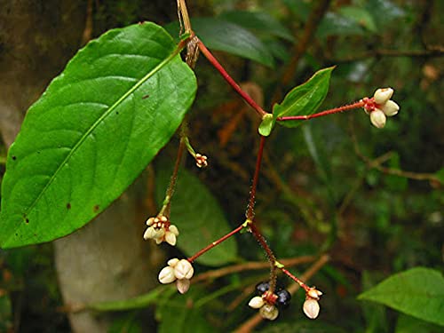 G.M.J.K ENTERPRISE 6 nos of Persicaria chinensis/Jungal palak/creeping smartweed/Chinese knotweed live oudthan plant in polybeg for growing
