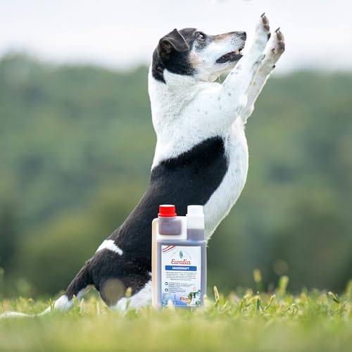 NEU! EWALIA Magensaft für Hunde - Sanfte Pflege für den Magen Ihres Hundes - Für EIN harmonisches Bauchgefühl - mit Tierärzten entwickelt, 100% Natur pur, frei von Zusätzen - 500ml