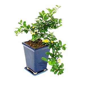 Exotenherz – Bonsai – Pyracantha coccinea – vuurdoorn – cascade – 10x10cm