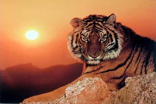 ZCHLATGDE Póster de Tiger at Sunset