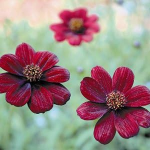 Amazon チョコレートコスモス チョコモカ 1株 チョコレートの香り漂います pwの宿根草 花 Amazon チョコレートコスモス チョコモカ 1株 チョコレートの香り漂います pwの宿根草 花