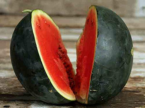 Chandra Watermelon Seeds Sugar Baby, Pack of 50 Seeds